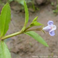 Bonnaya antipoda (L.) Druce
